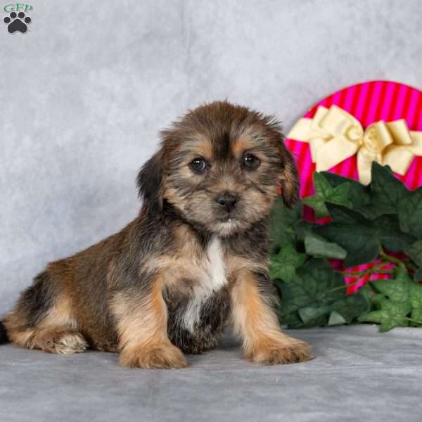 Jasper, Shorkie Puppy